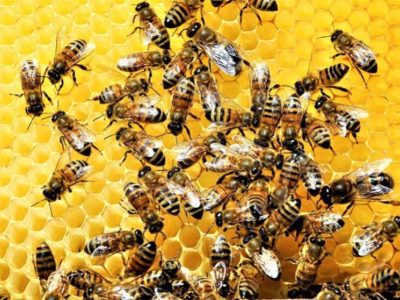 What is a Honey Bee?