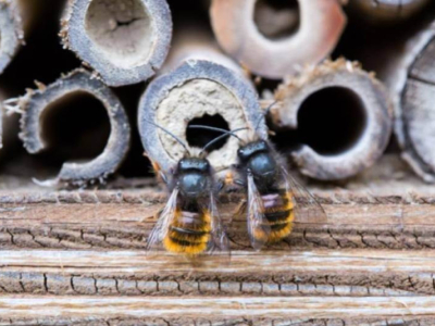 What is a Solitary Bee?