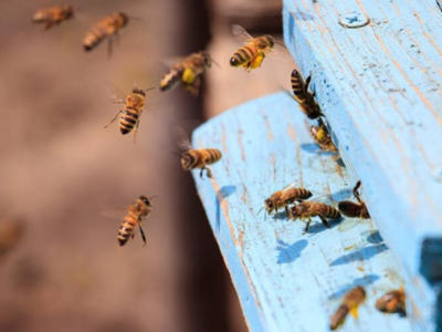 How Many Bees Are in a Hive?