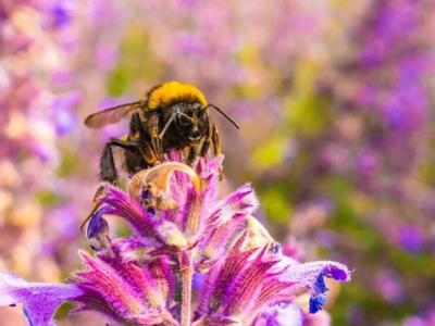 What is a Bee? Everything You Need to Know!