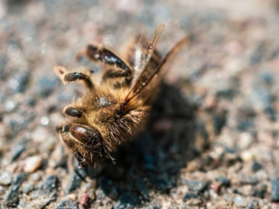 How many bees die per day?