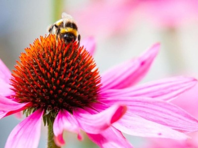 How Do Bees Communicate With Each Other?