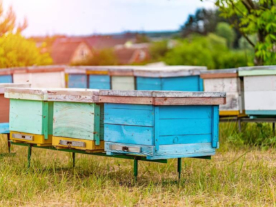 How many bees die each year?