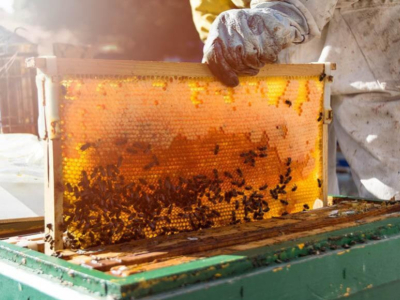 How Many Bees for 1 kg of Honey?