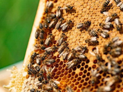 How Many Bees Are There in the World?