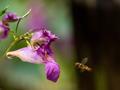 How to Identify Wild Bee Nests and Hives?