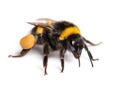 Discover the Drone Bee: The Male Bee in the Hive!