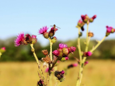 Understanding Allergic Reactions to Bee Stings
