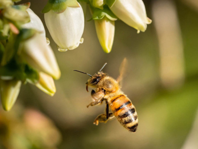 The Bee Development Cycle