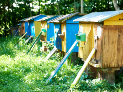 Discover the Bees' Pollinator Friends!