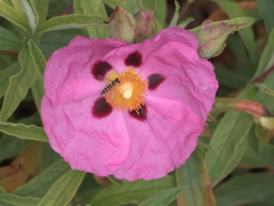 The hoverfly: this wasp-disguised fly that saves your garden!